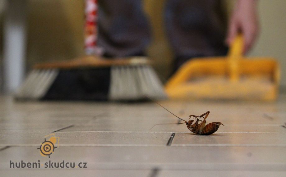 jak se zbavit švábů(2)